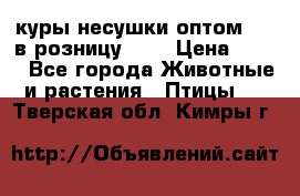 куры несушки.оптом 160 в розницу 200 › Цена ­ 200 - Все города Животные и растения » Птицы   . Тверская обл.,Кимры г.